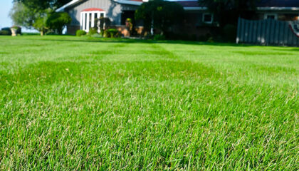 image of freshly cut lawn