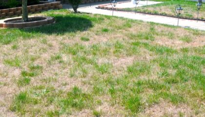 image of patchy brown and green grass