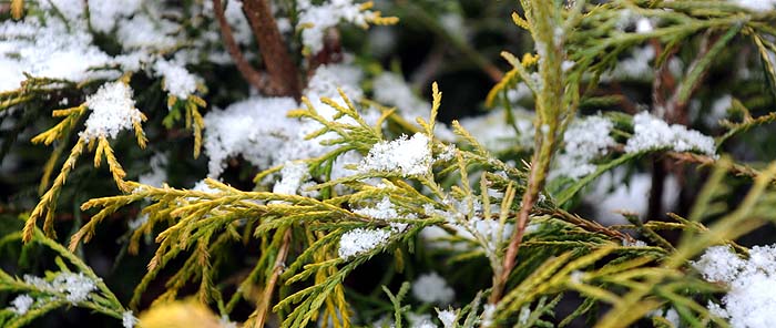 image of an evergreen tree with snow