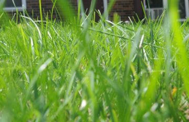 close image of tall green grass