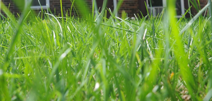 close image of tall green grass