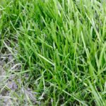 image of wet grass