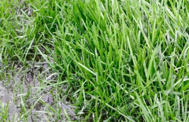 image of wet grass