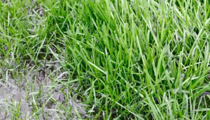 image of wet grass