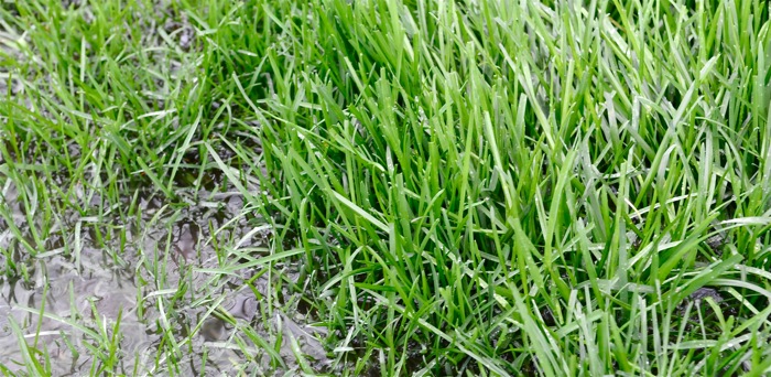 image of wet grass