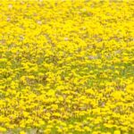 field of yellow flowers