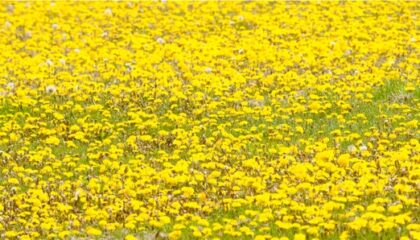 field of yellow flowers