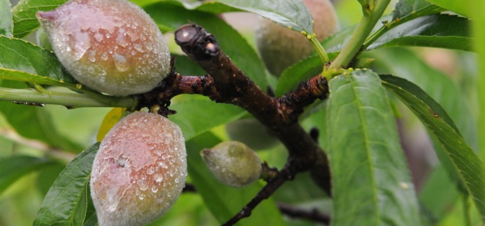 peach tree with small fruit