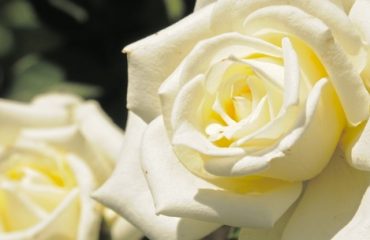 image of a white rose