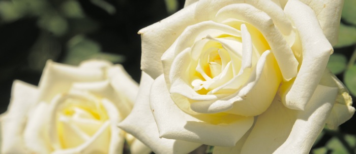 image of a white rose