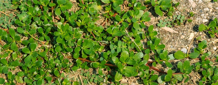 image of a purslane plant