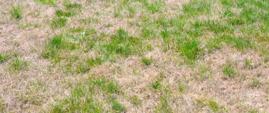 image of dead patching grass