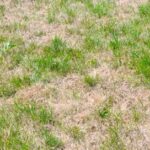 image of dead patching grass