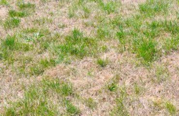 image of dead patching grass