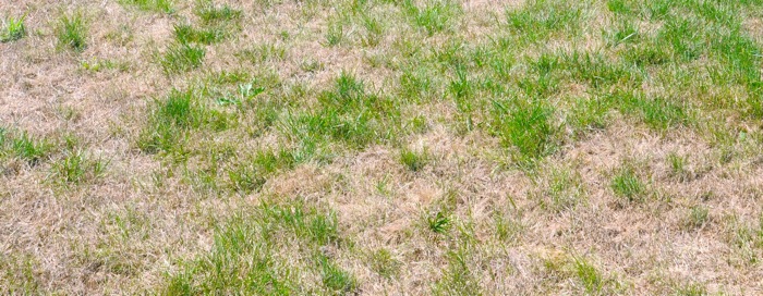 image of dead patching grass