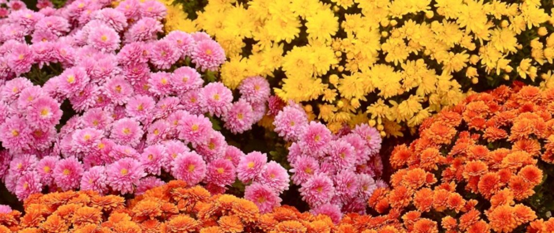 image of purple, yellow and orange mums