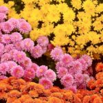 image of purple, yellow and orange mums