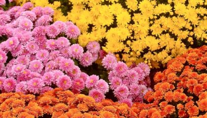 image of purple, yellow and orange mums