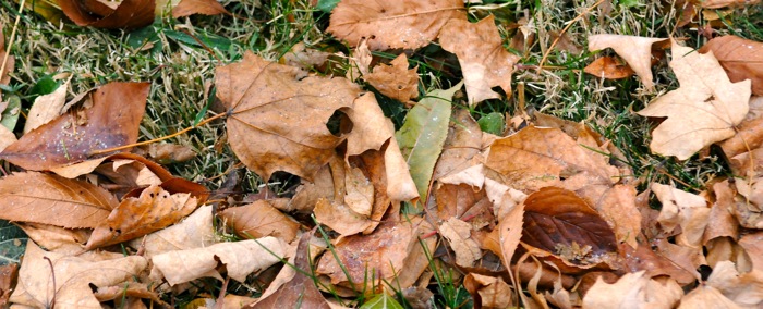 image of brown leaves
