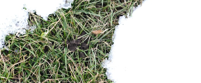 image of grass in the snow