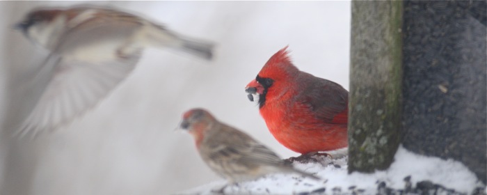 image of a male and female cardinal in the snow
