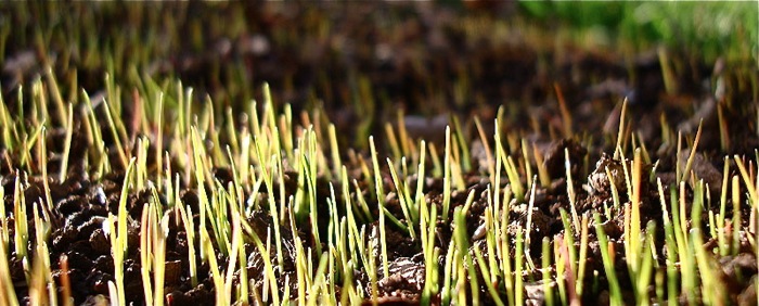 image of new grass growing