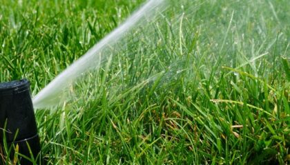 sprinkler watering a lawn