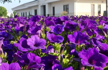 image of purple flowers