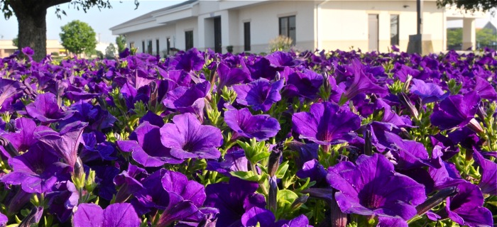 image of purple flowers