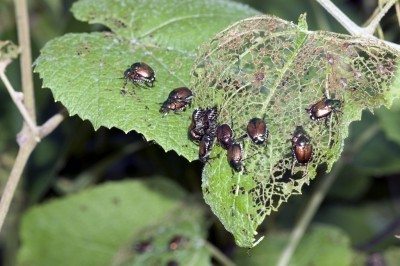 Japanese Beetles infestation