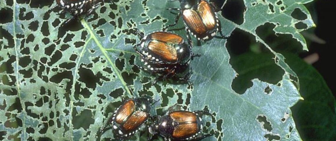 Japanese beetles damage