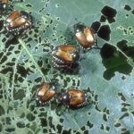 Japanese beetles damage