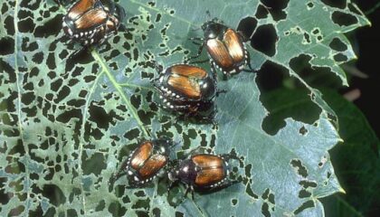 Japanese beetles damage