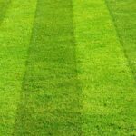 Very green lawn with striping