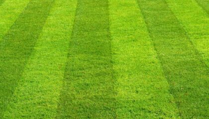 Very green lawn with striping