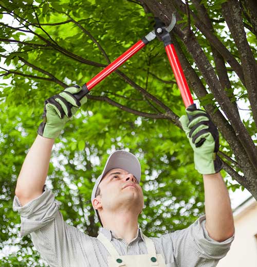 Man trimming tree branches